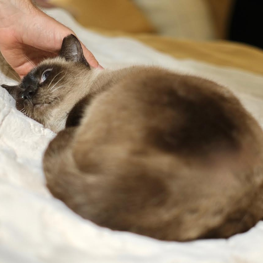 Enlarge Cappuccino, an adopted Siamese in Boston, MA image 6/6