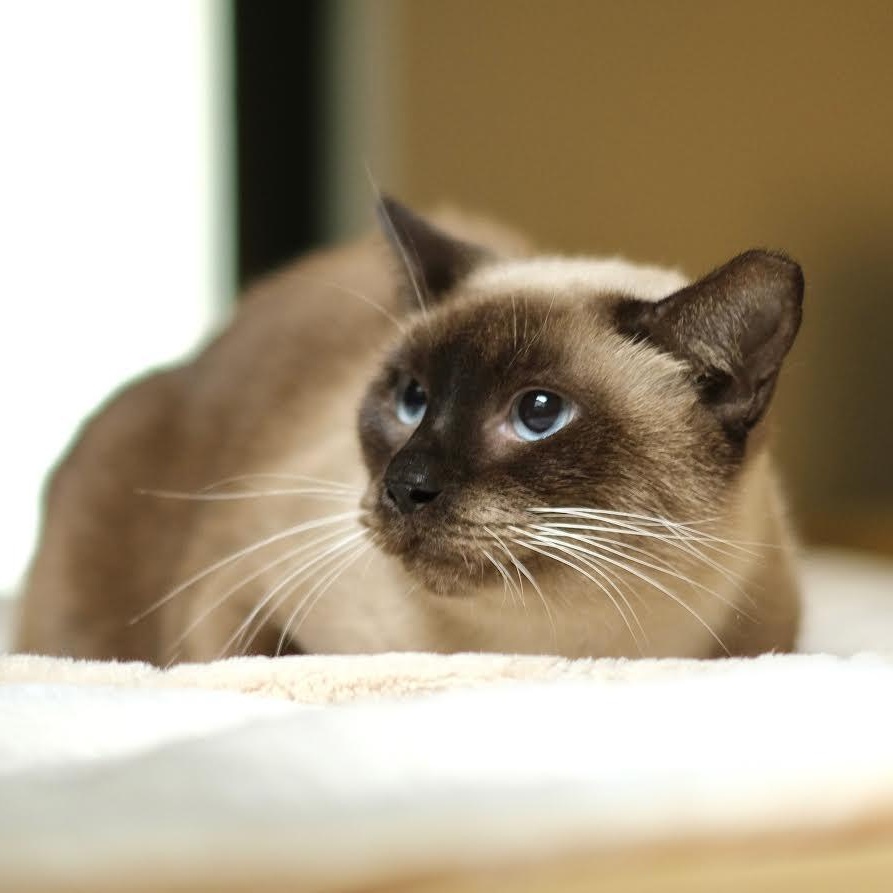 Cappuccino, adopted, Adult Female Siamese.
