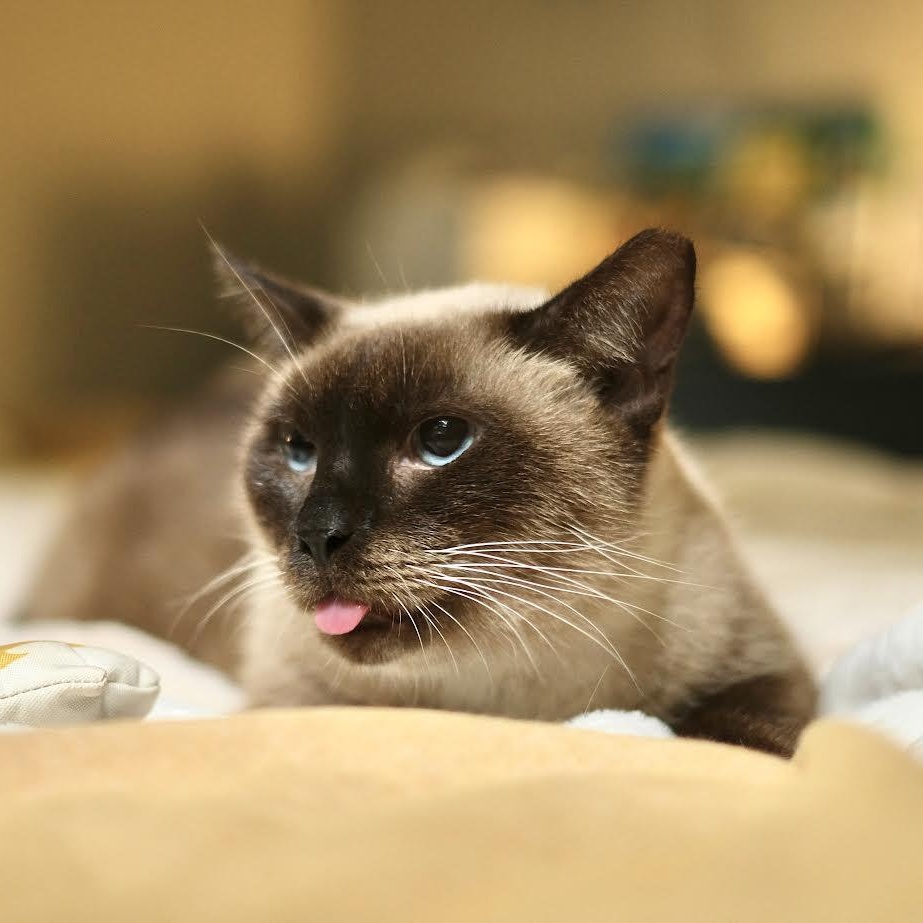 Enlarge Cappuccino, an adopted Siamese in Boston, MA image 2/6