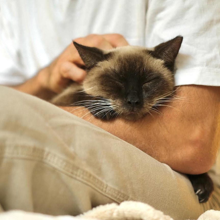 Enlarge Cappuccino, an adopted Siamese in Boston, MA image 5/6