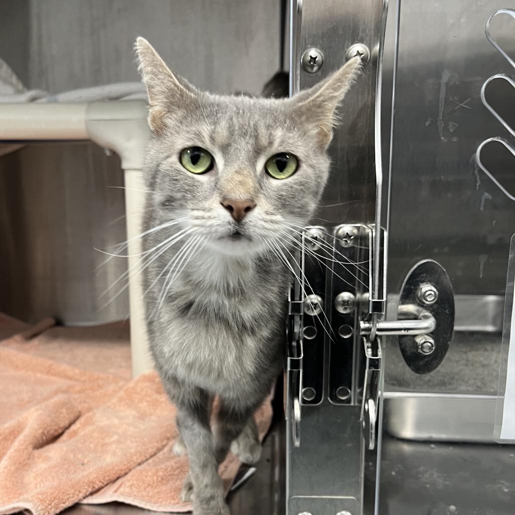 X-up, Adoptable, Senior Male Domestic Short Hair.