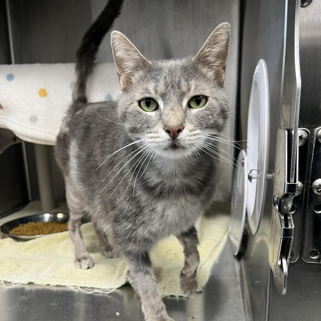 Enlarge X-up, a Adoptable Domestic Short Hair in Fort Wayne, IN image 2/2