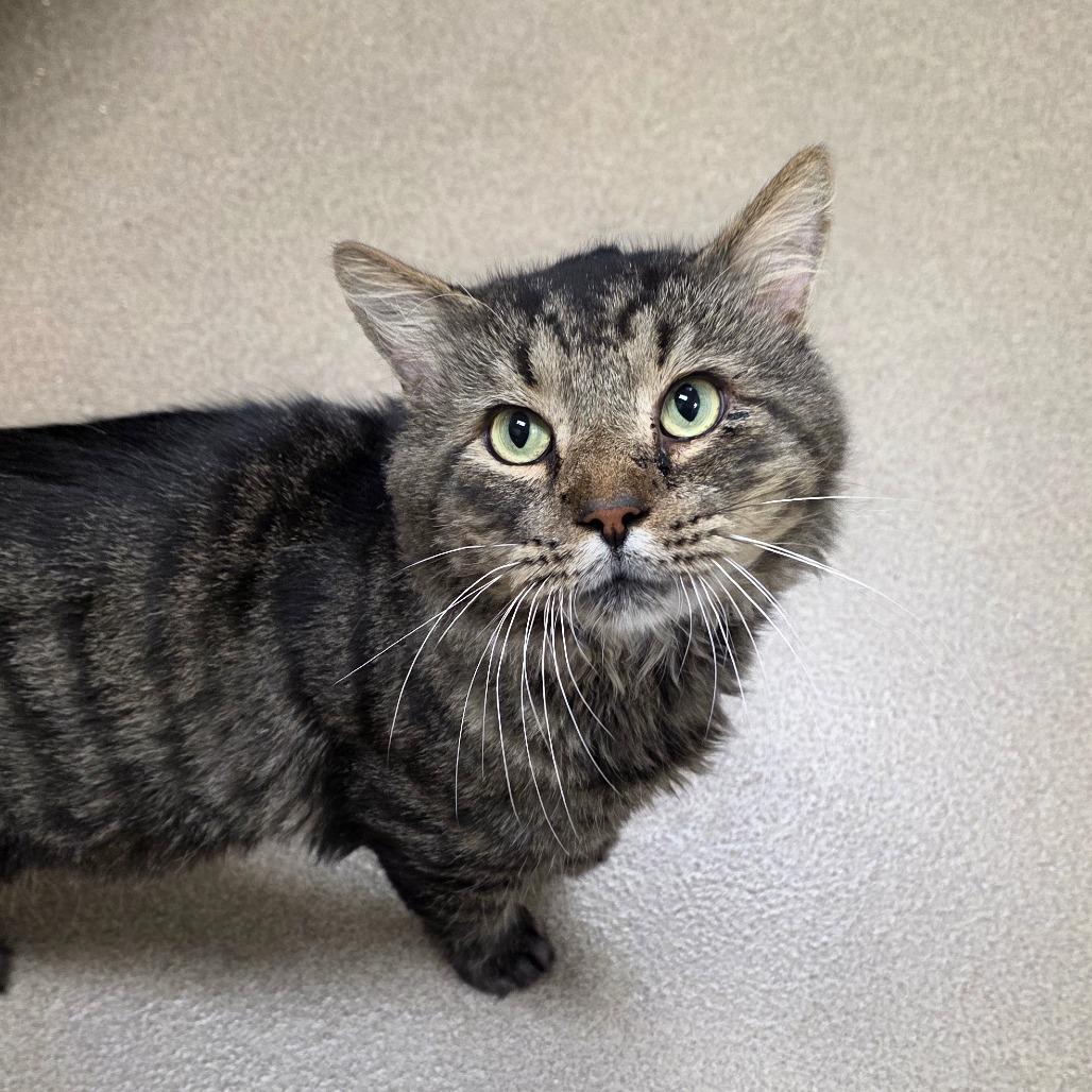 Enlarge Moss, a Adoptable Domestic Medium Hair in Chatham, VA image 1/2