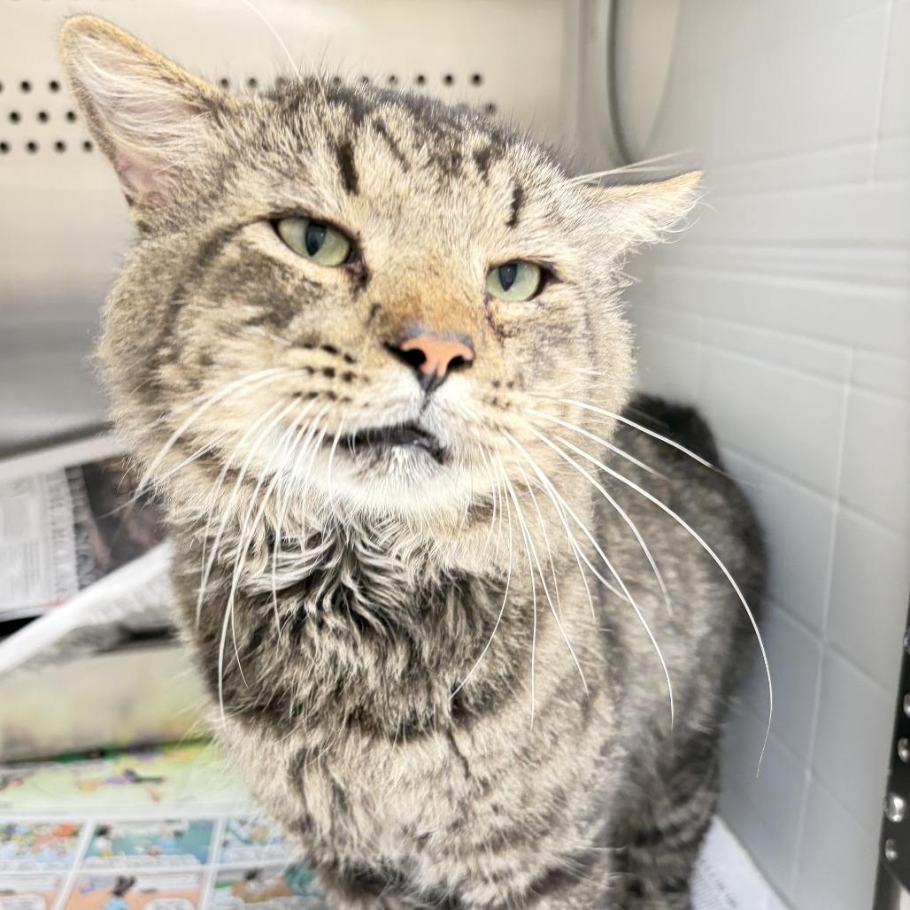 Enlarge Moss, a Adoptable Domestic Medium Hair in Chatham, VA image 2/2