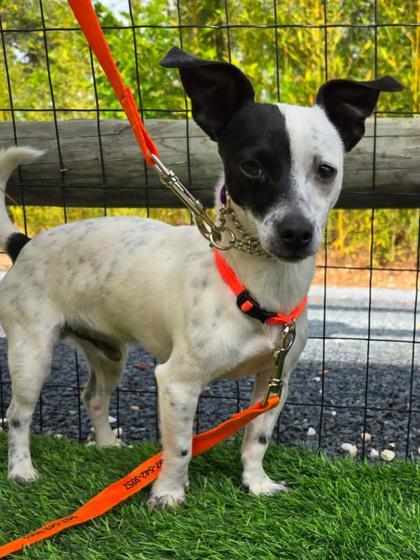 Oreo, Adoptable, Adult Male Parson Russell Terrier & Mixed Breed.