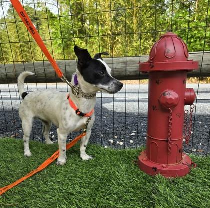 Enlarge Oreo, a Adoptable mixed breed in Southern Pines, NC image 2/2