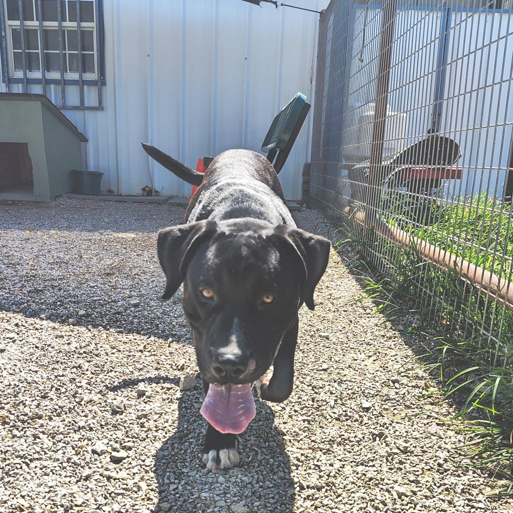 Waffles, a Adoptable mixed breed in Springtown, TX image 1/6