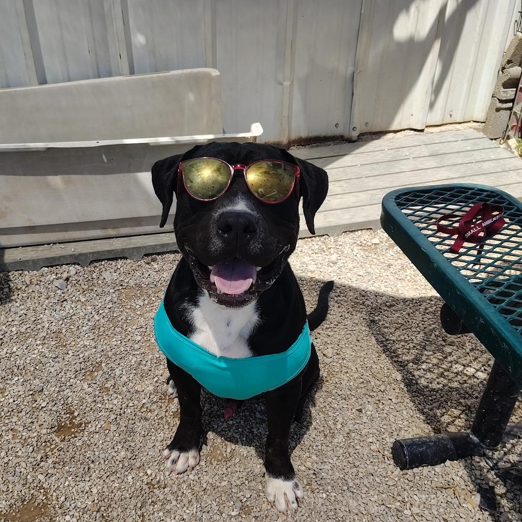 Waffles, a Adoptable mixed breed in Springtown, TX image 2/6