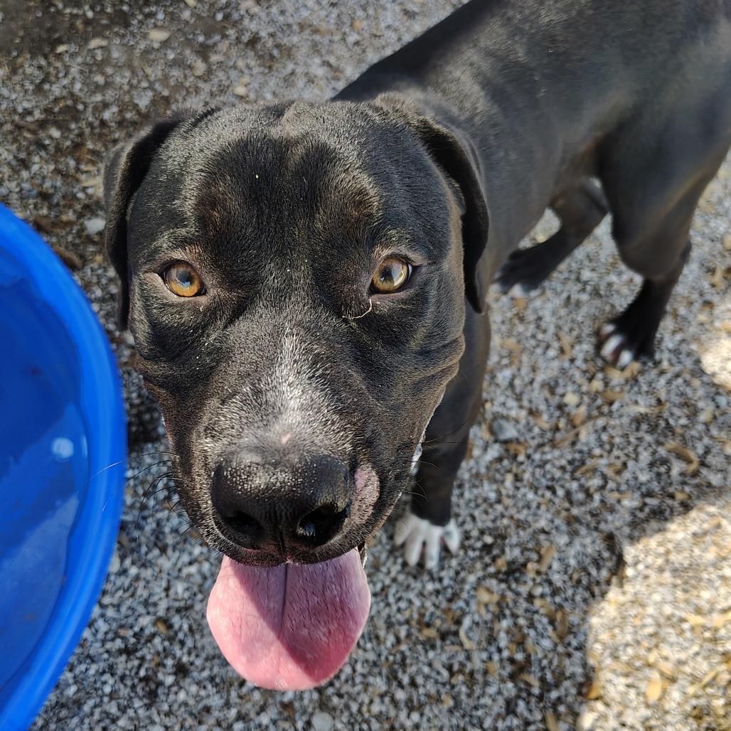 Waffles, a Adoptable mixed breed in Springtown, TX image 3/6