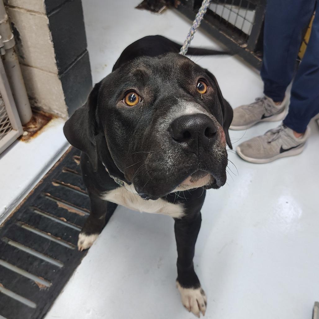 Waffles, a Adoptable mixed breed in Springtown, TX image 4/6
