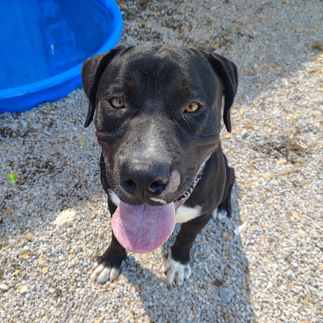 Waffles, a Adoptable mixed breed in Springtown, TX image 5/6