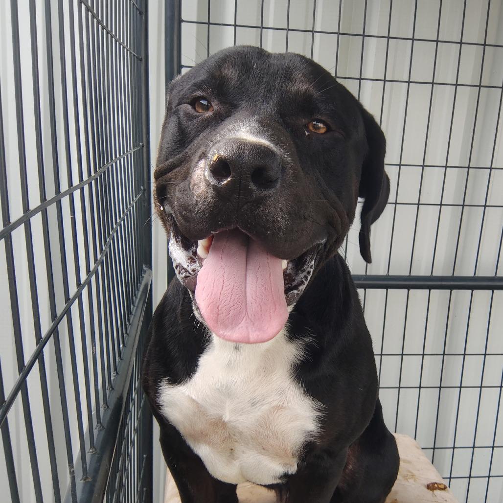 Waffles, a Adoptable mixed breed in Springtown, TX image 6/6