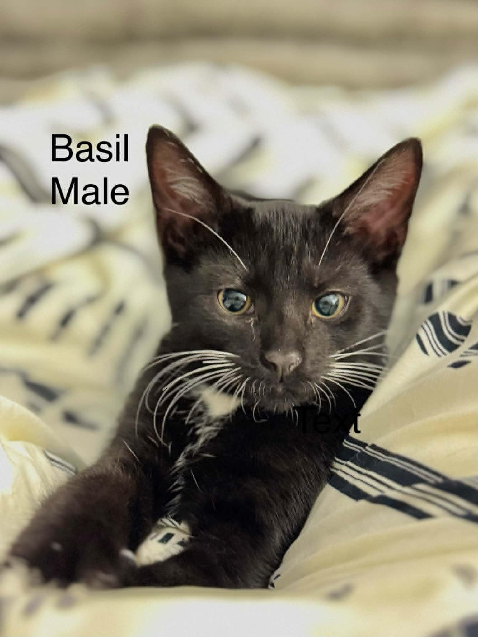 Basil, Adoptable, Kitten Male Domestic Short Hair.