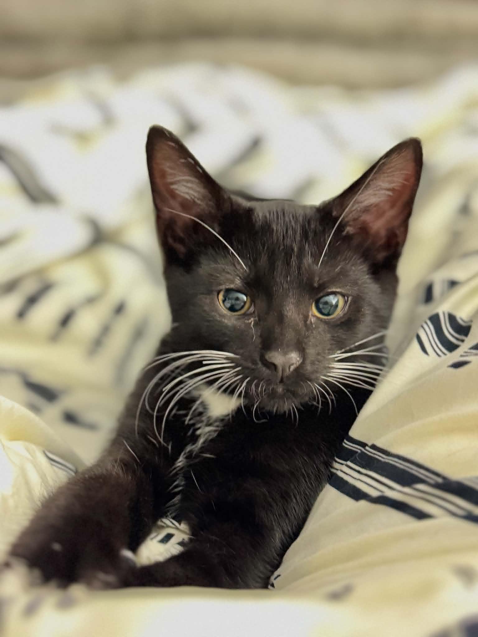 Basil, a Adoptable Domestic Short Hair in Gonic, NH image 2/3