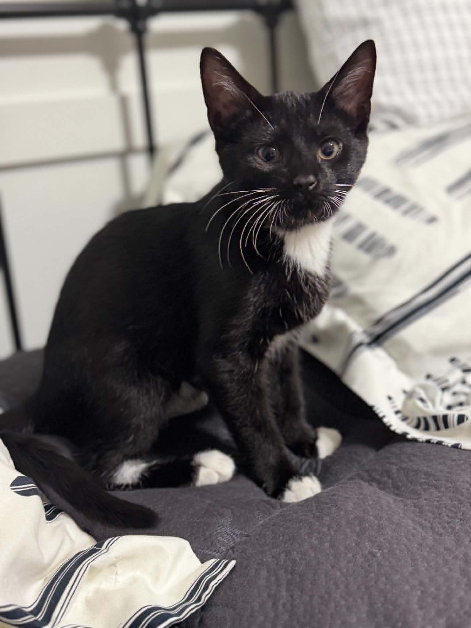 Basil, a Adoptable Domestic Short Hair in Gonic, NH image 3/3