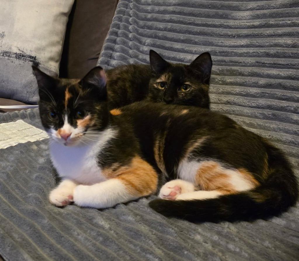 2025-159 Cleo - Bonded with Betty - In Foster, Adoptable, Kitten Female Domestic Short Hair.