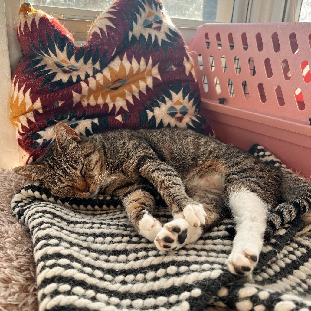 NUTMEG, Adoptable, Adult Female Domestic Short Hair.