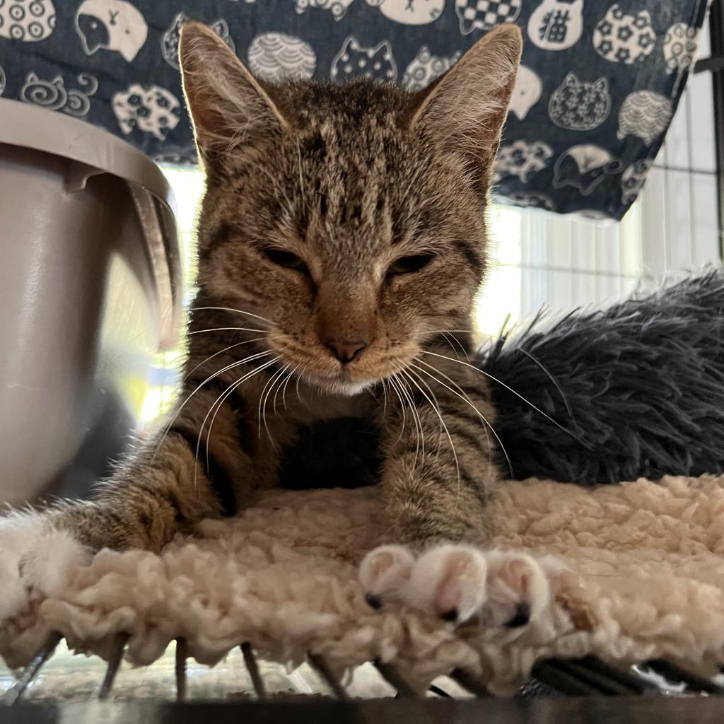 NUTMEG, Adoptable, Adult Female Domestic Short Hair.