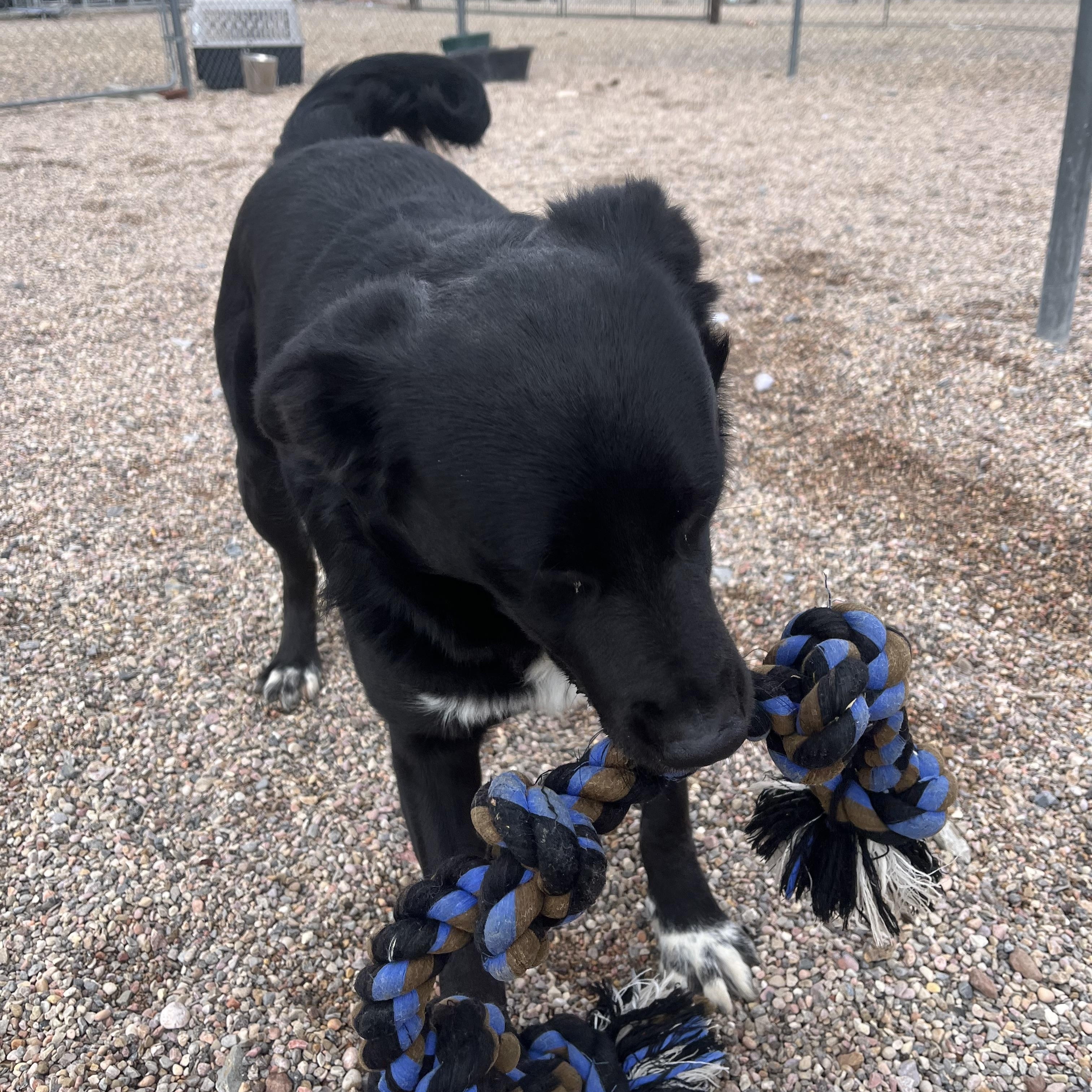 Enlarge Nero, a Adoptable mixed breed in Cedar City, UT image 3/5