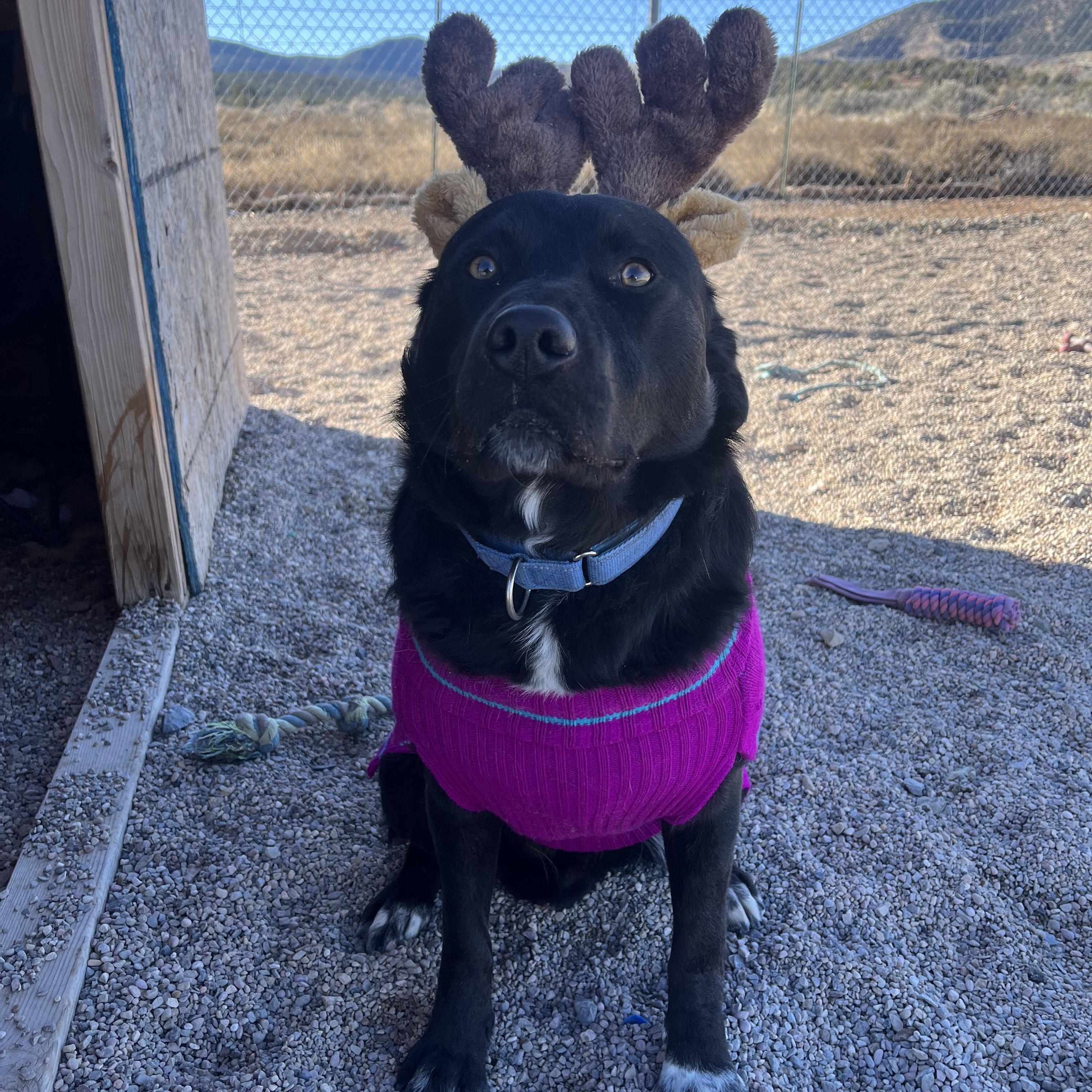 Enlarge Nero, a Adoptable mixed breed in Cedar City, UT image 1/5