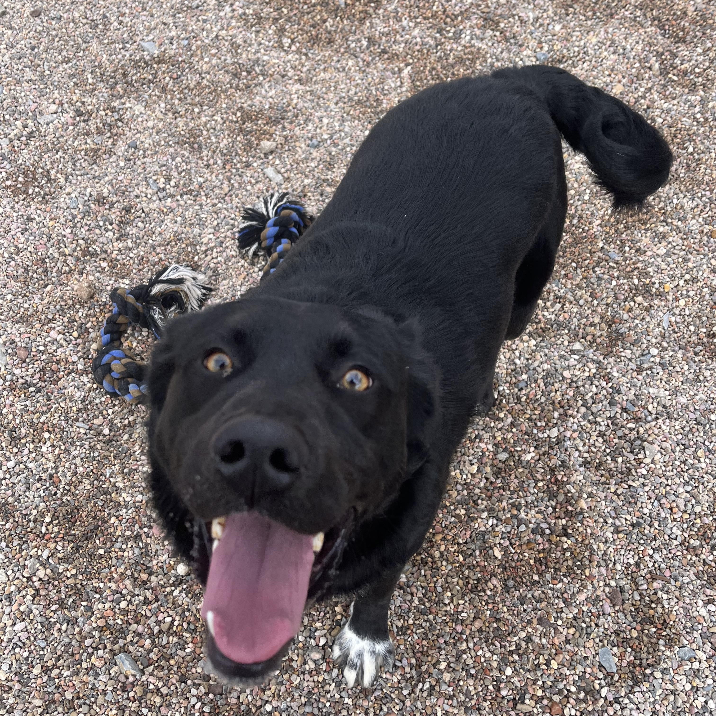 Enlarge Nero, a Adoptable mixed breed in Cedar City, UT image 4/5