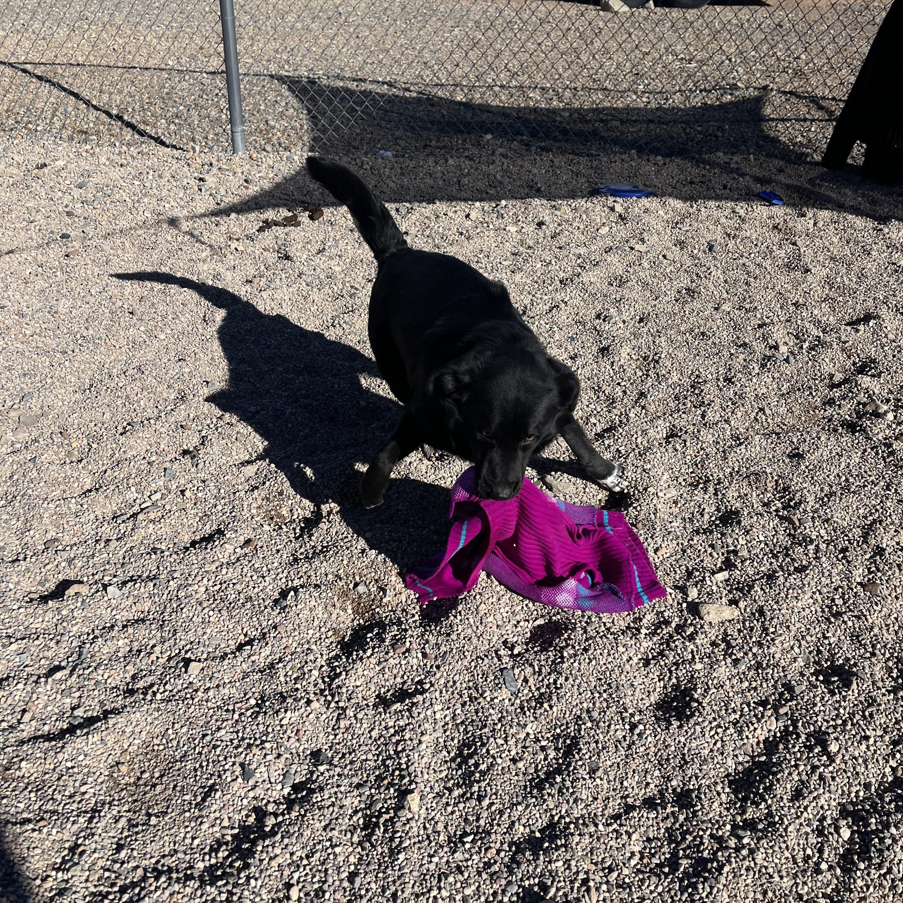 Enlarge Nero, a Adoptable mixed breed in Cedar City, UT image 5/5