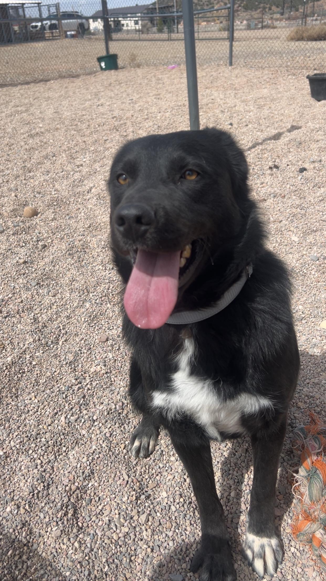Enlarge Nero, a Adoptable mixed breed in Cedar City, UT image 1/1