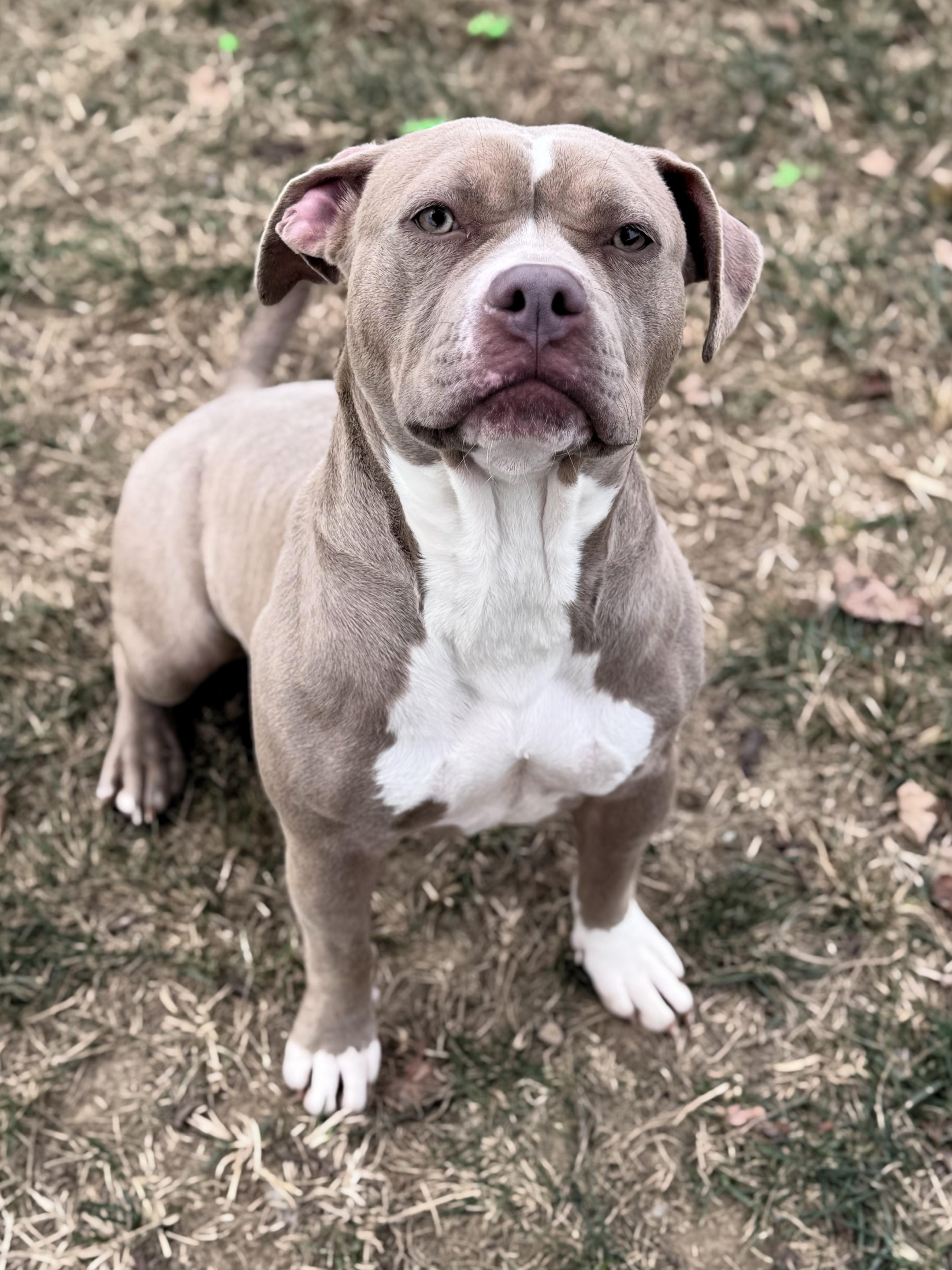 Princess, Adoptable, Young Female Pit Bull Terrier.