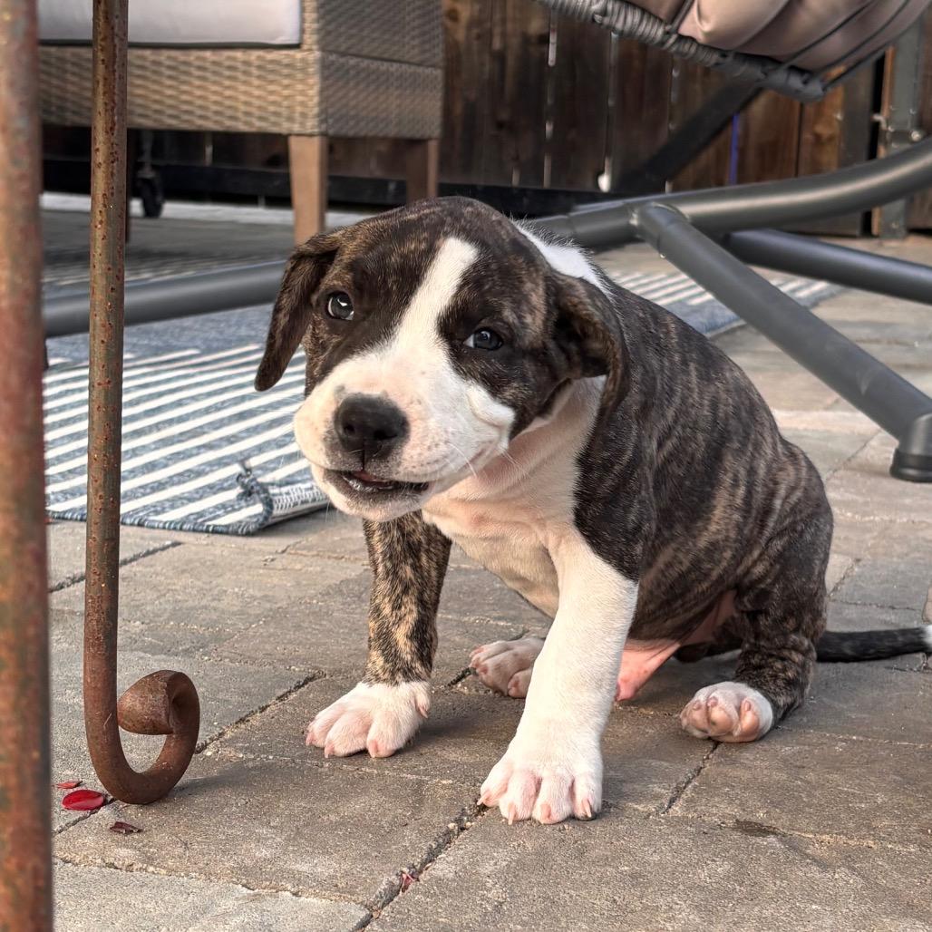 Indra "Izzy", Adoptable, Puppy Male Boxer & American Staffordshire Terrier.