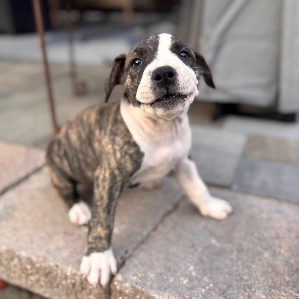 Enlarge Indra "Izzy", a Adoptable mixed breed in San Diego, CA image 2/6