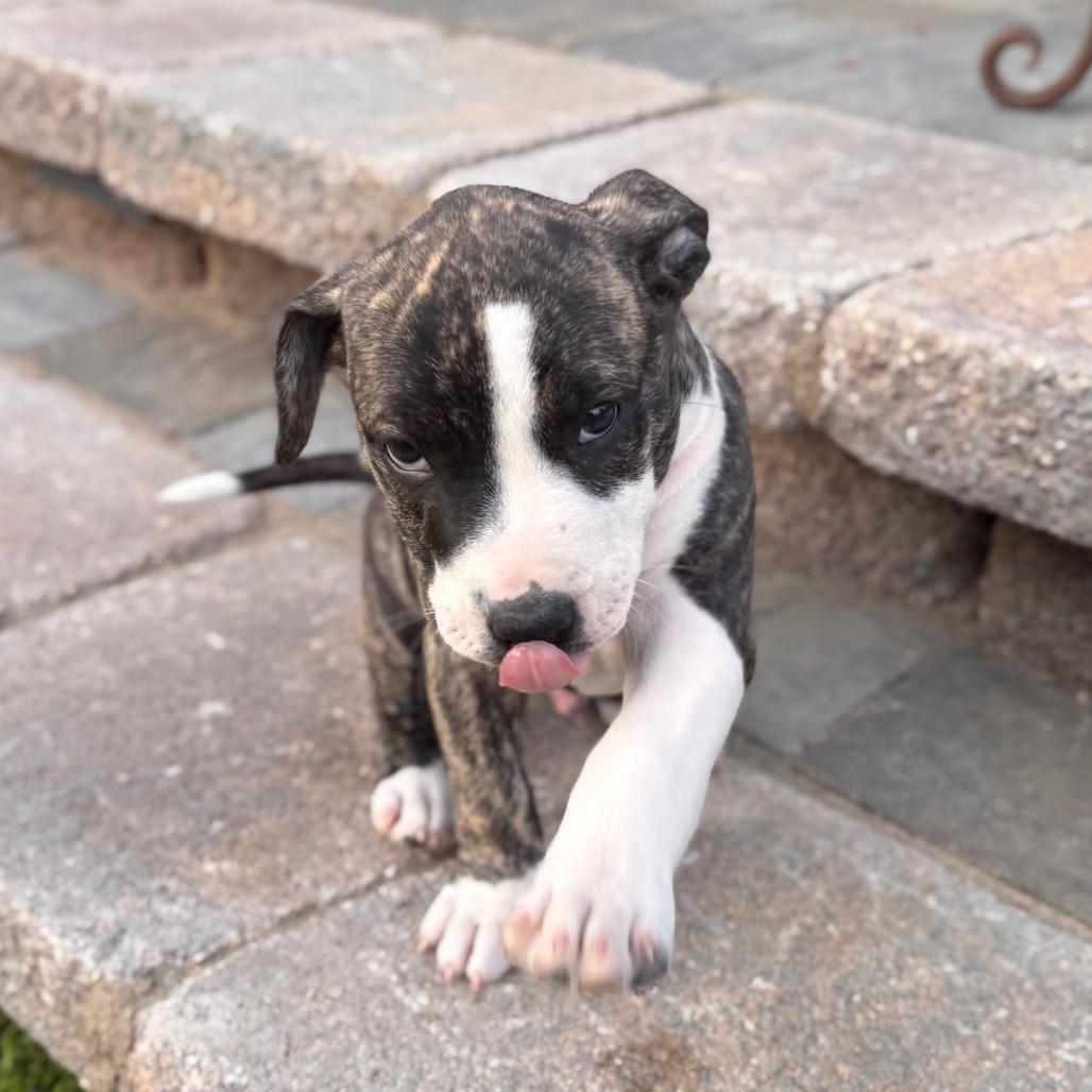 Enlarge Indra "Izzy", a Adoptable mixed breed in San Diego, CA image 3/6