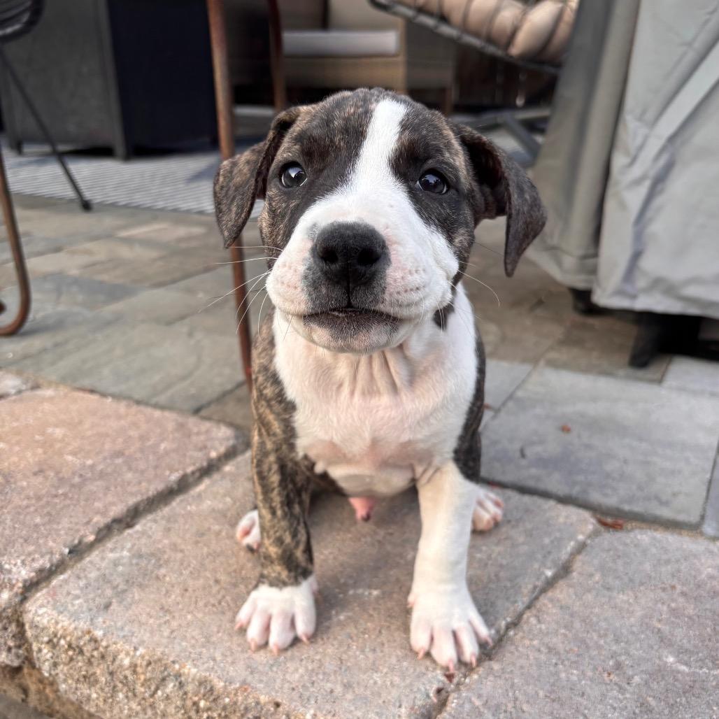 Enlarge Indra "Izzy", a Adoptable mixed breed in San Diego, CA image 4/6