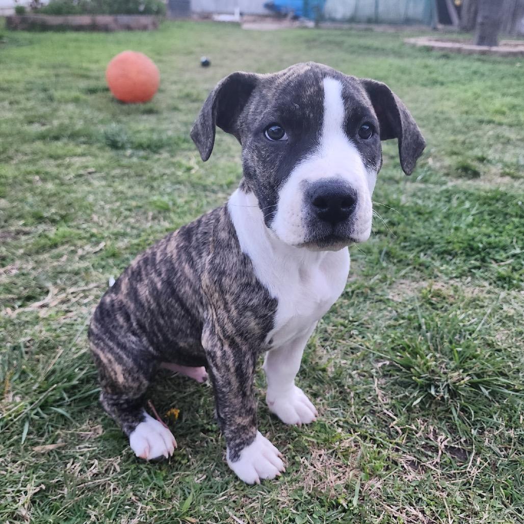 Enlarge Indra "Izzy", a Adoptable mixed breed in San Diego, CA image 5/6