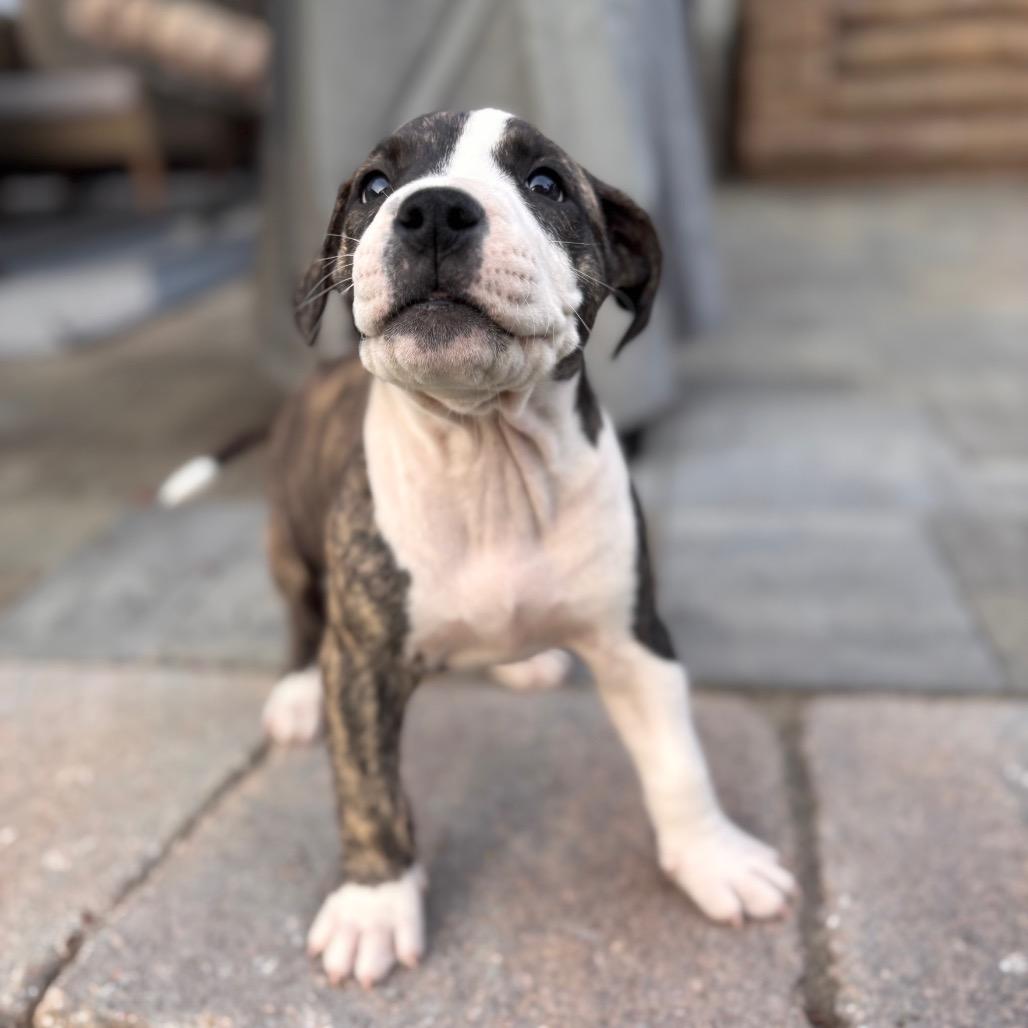 Enlarge Indra "Izzy", a Adoptable mixed breed in San Diego, CA image 6/6