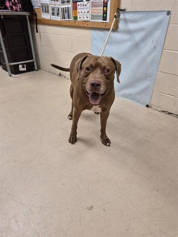 CHOCCY MILK, Adoptable, Adult Male Labrador Retriever & Mixed Breed.