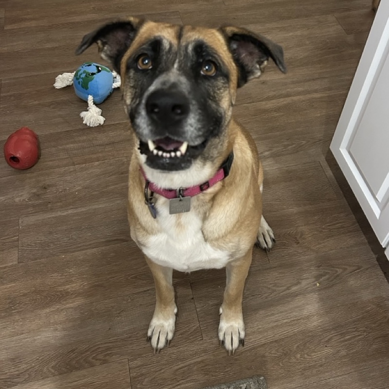 Dog for adoption Lucille, a Shepherd Mix in Jamaica Plain, MA Petfinder