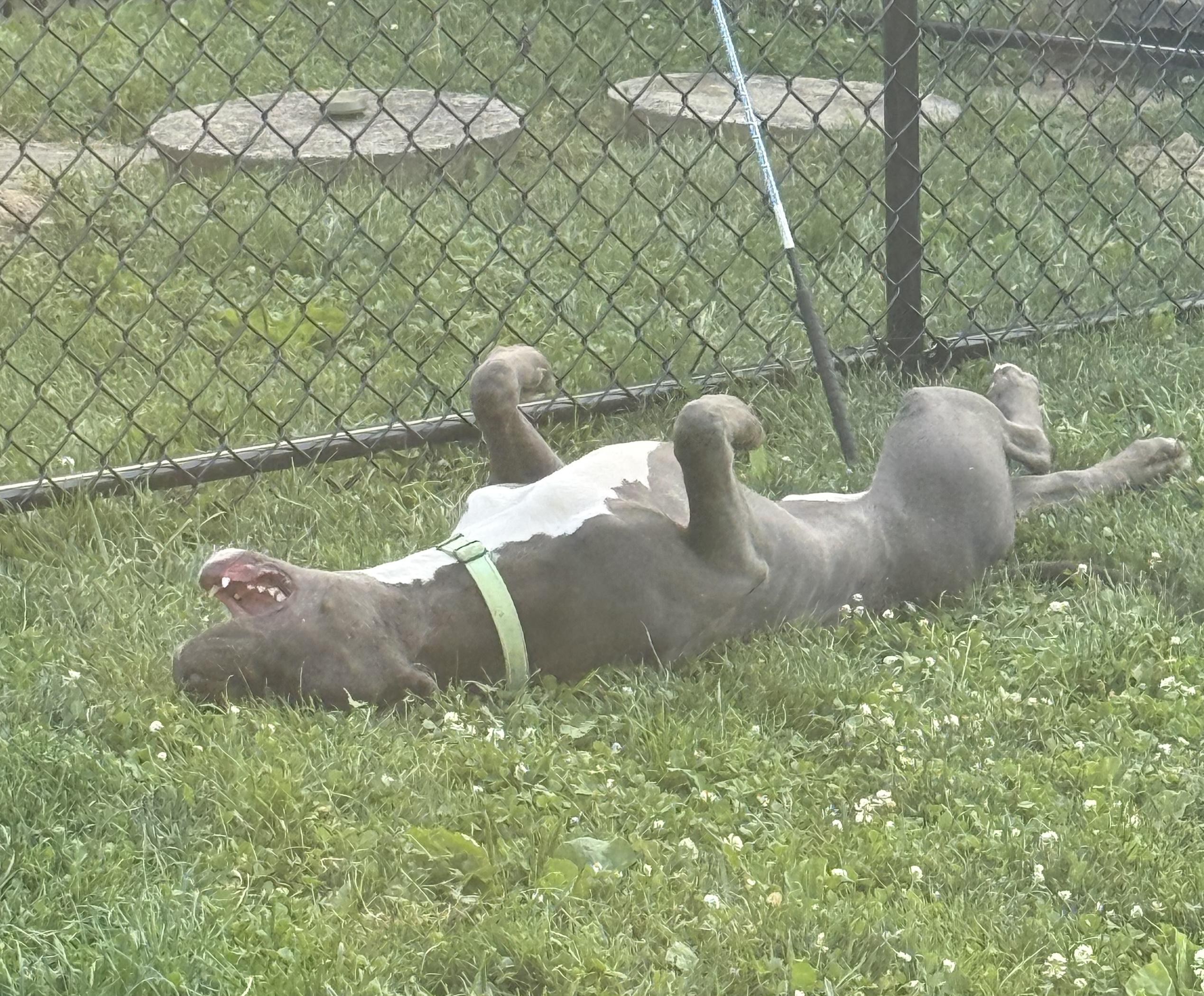 Eeyore, a ADOPTABLE mixed breed in Cleveland, OH image 3/5