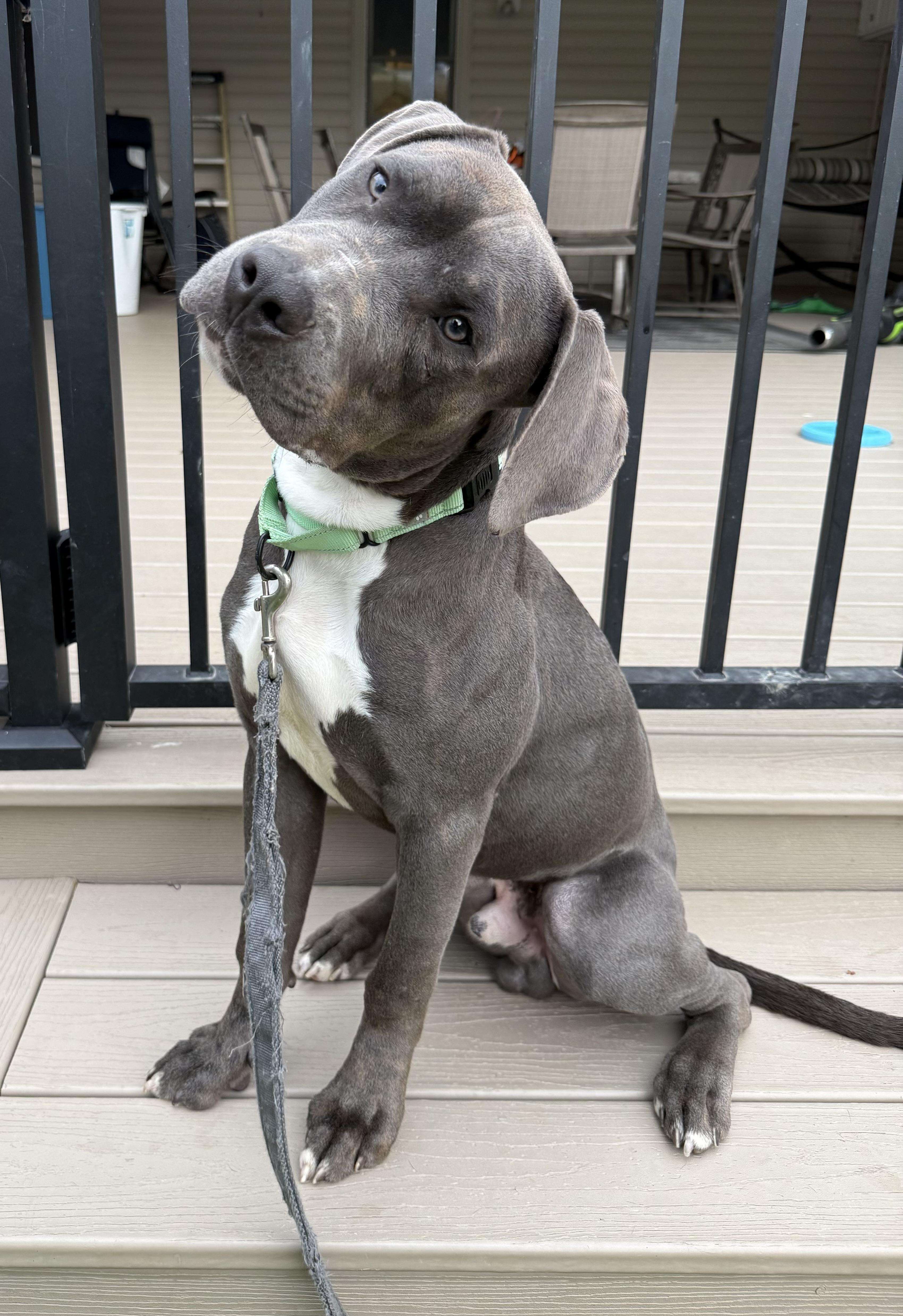 Eeyore, ADOPTABLE, Puppy Male Mastiff.