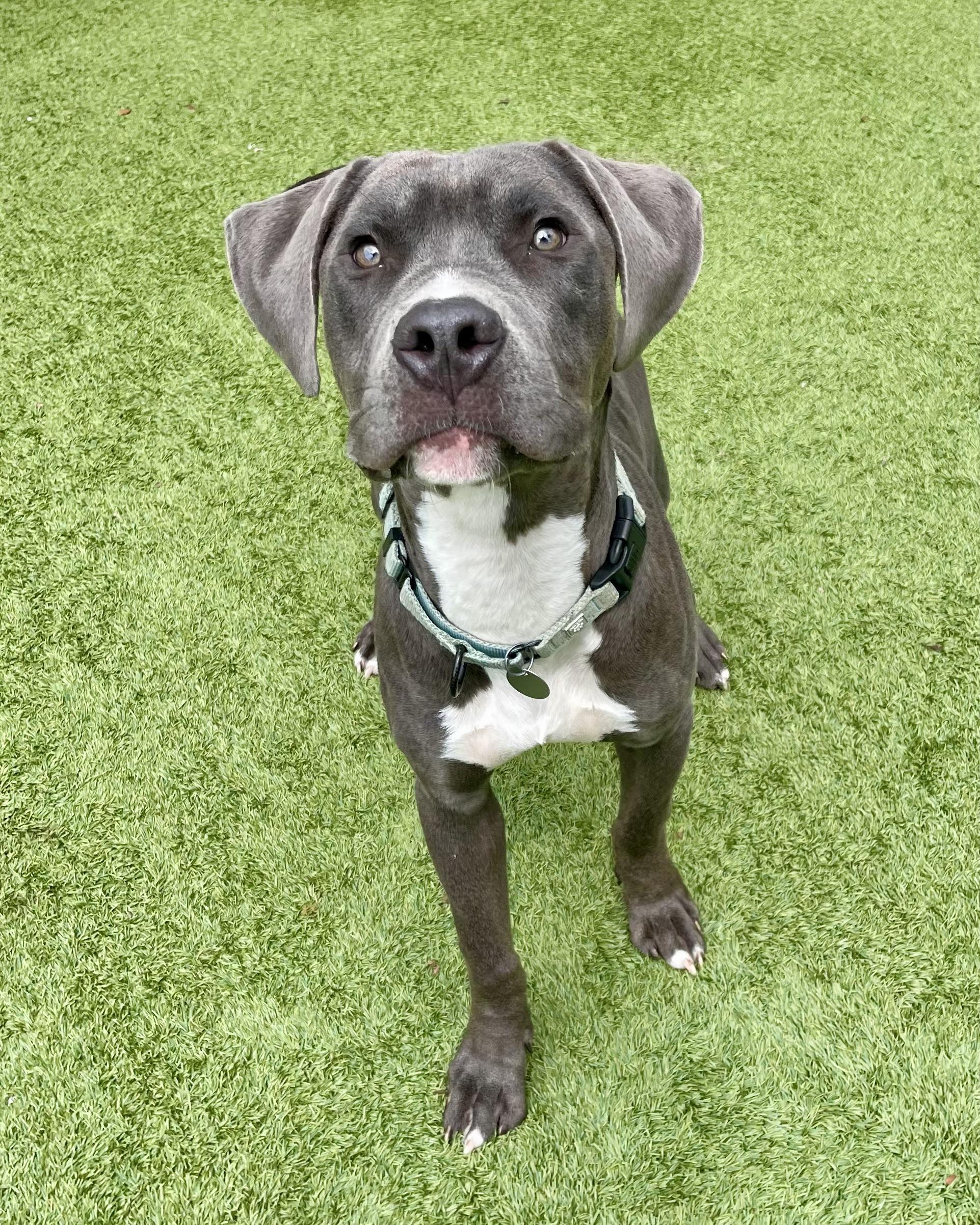 Enlarge Eeyore, a ADOPTABLE mixed breed in Cleveland, OH image 5/5