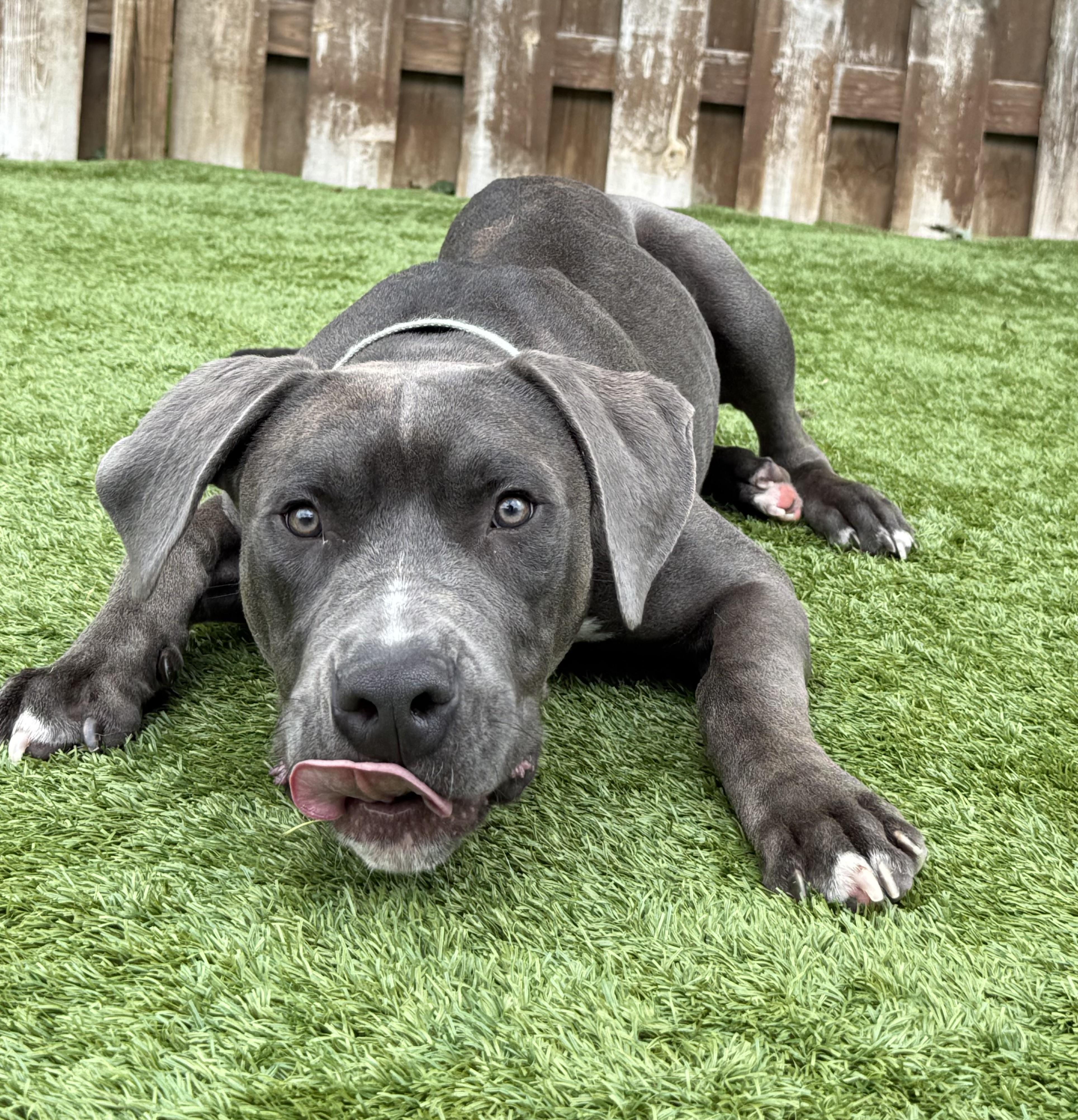 Eeyore, a ADOPTABLE mixed breed in Cleveland, OH image 5/5