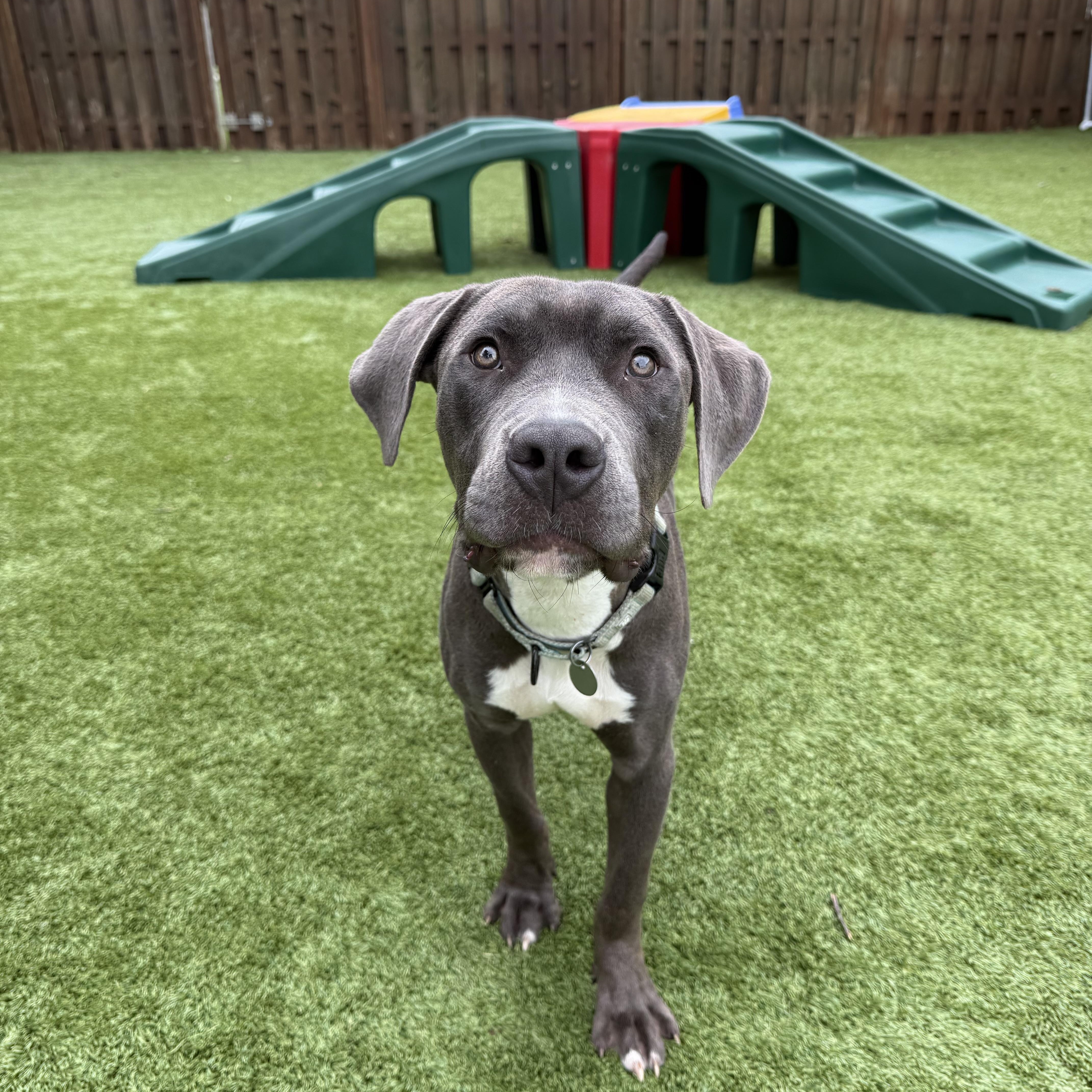 Enlarge Eeyore, a ADOPTABLE mixed breed in Cleveland, OH image 1/5