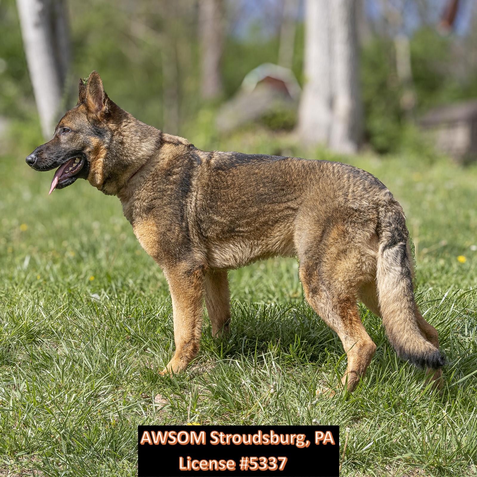 Enlarge Colby, a ADOPTABLE mixed breed in Stroudsburg, PA image 3/3