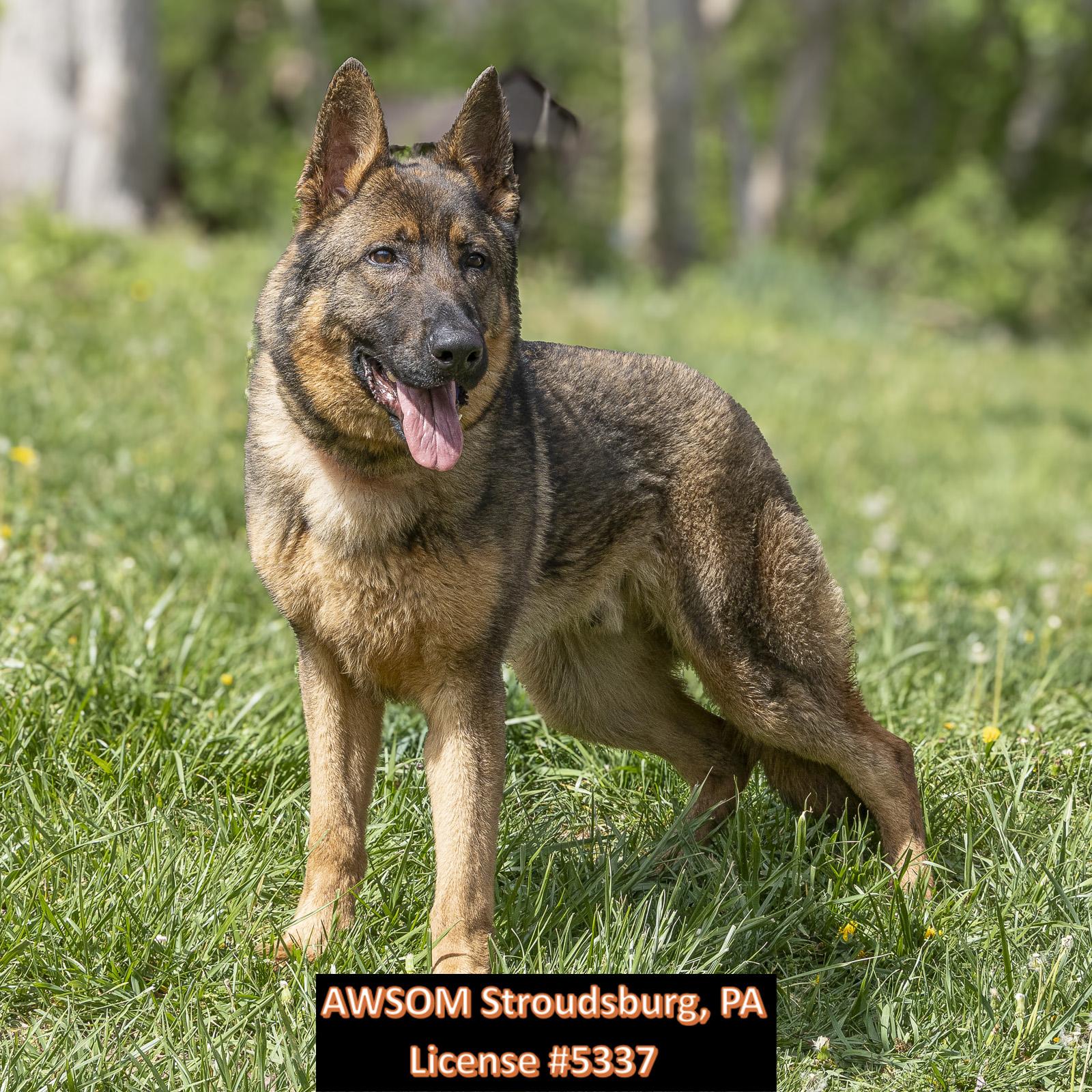 Enlarge Colby, a ADOPTABLE mixed breed in Stroudsburg, PA image 2/3