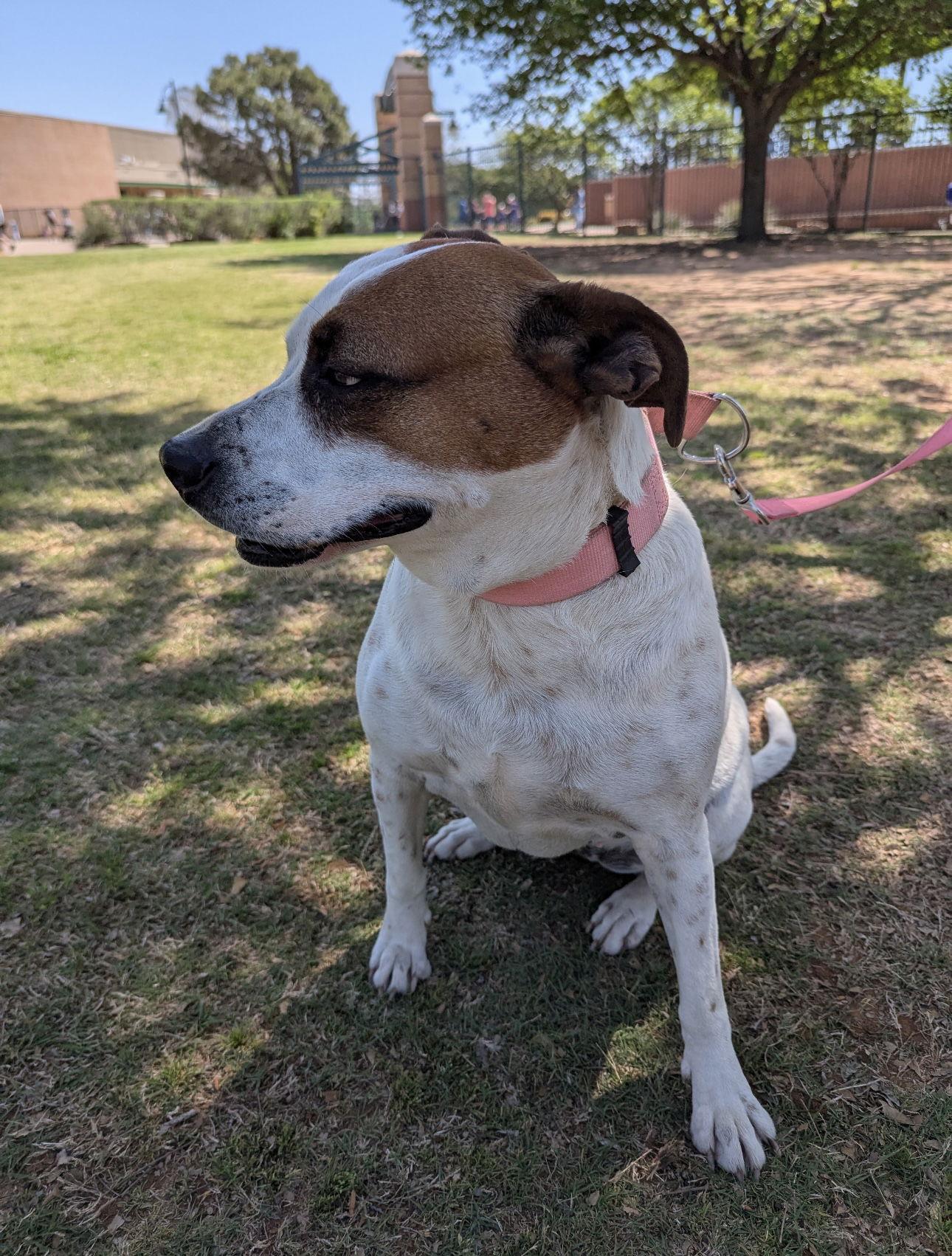 Enlarge Moxie, a Adoptable mixed breed in Euless, TX image 1/3