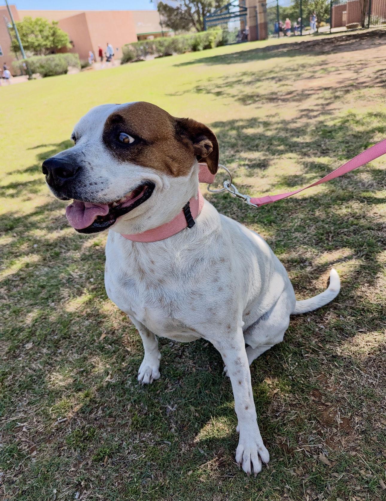 Enlarge Moxie, a Adoptable mixed breed in Euless, TX image 2/3