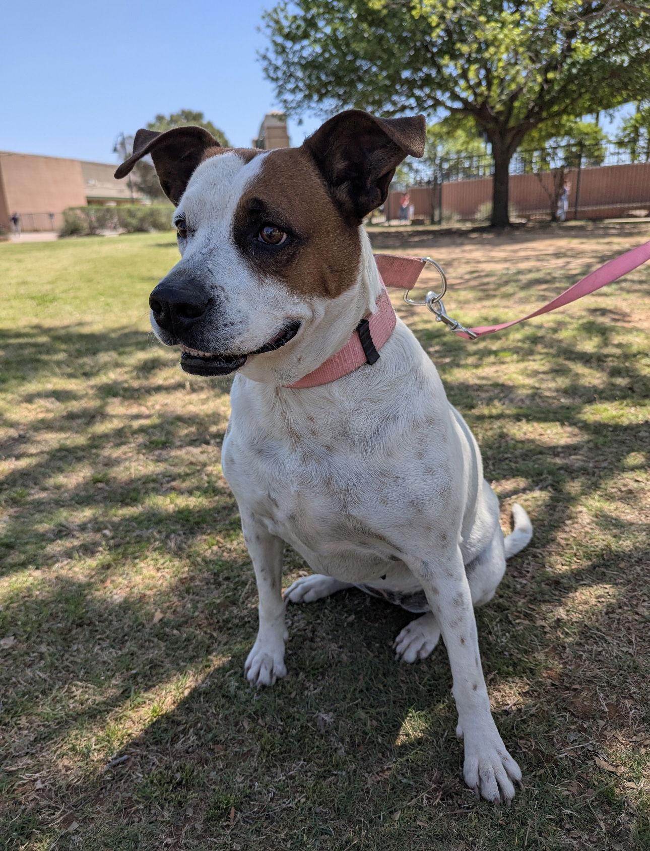 Enlarge Moxie, a Adoptable mixed breed in Euless, TX image 3/3