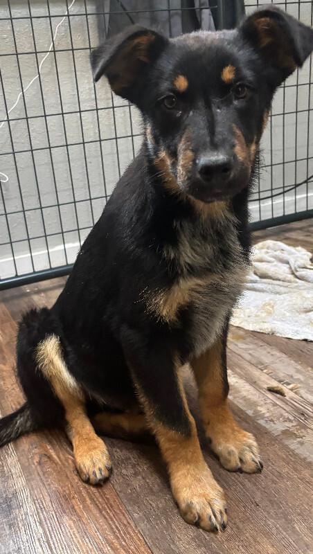 Hudson, Adoptable, Young Male German Shepherd Dog & Mixed Breed.