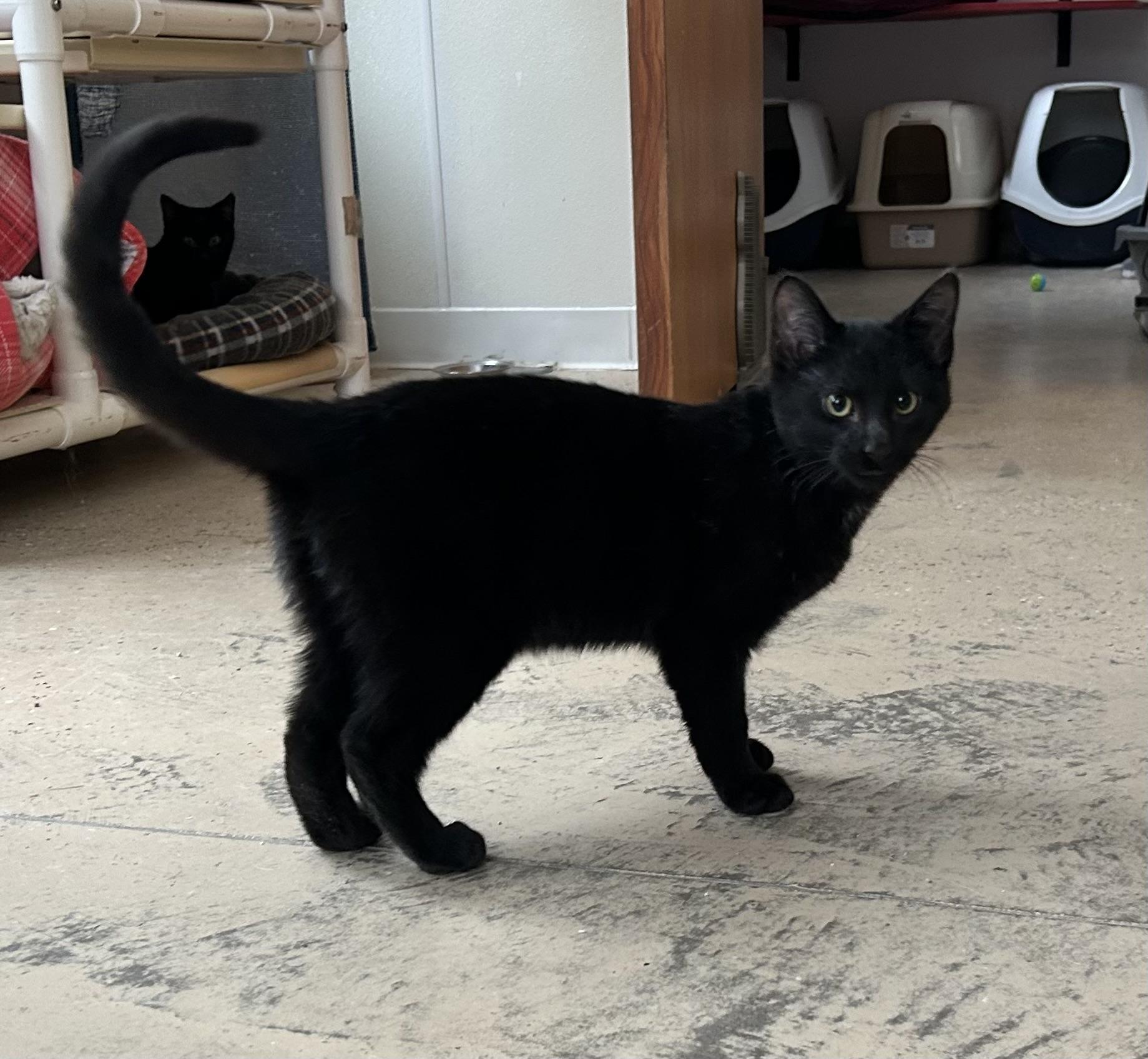 Enlarge Nipper, a Adopted Domestic Short Hair in Eagle River, WI image 1/1