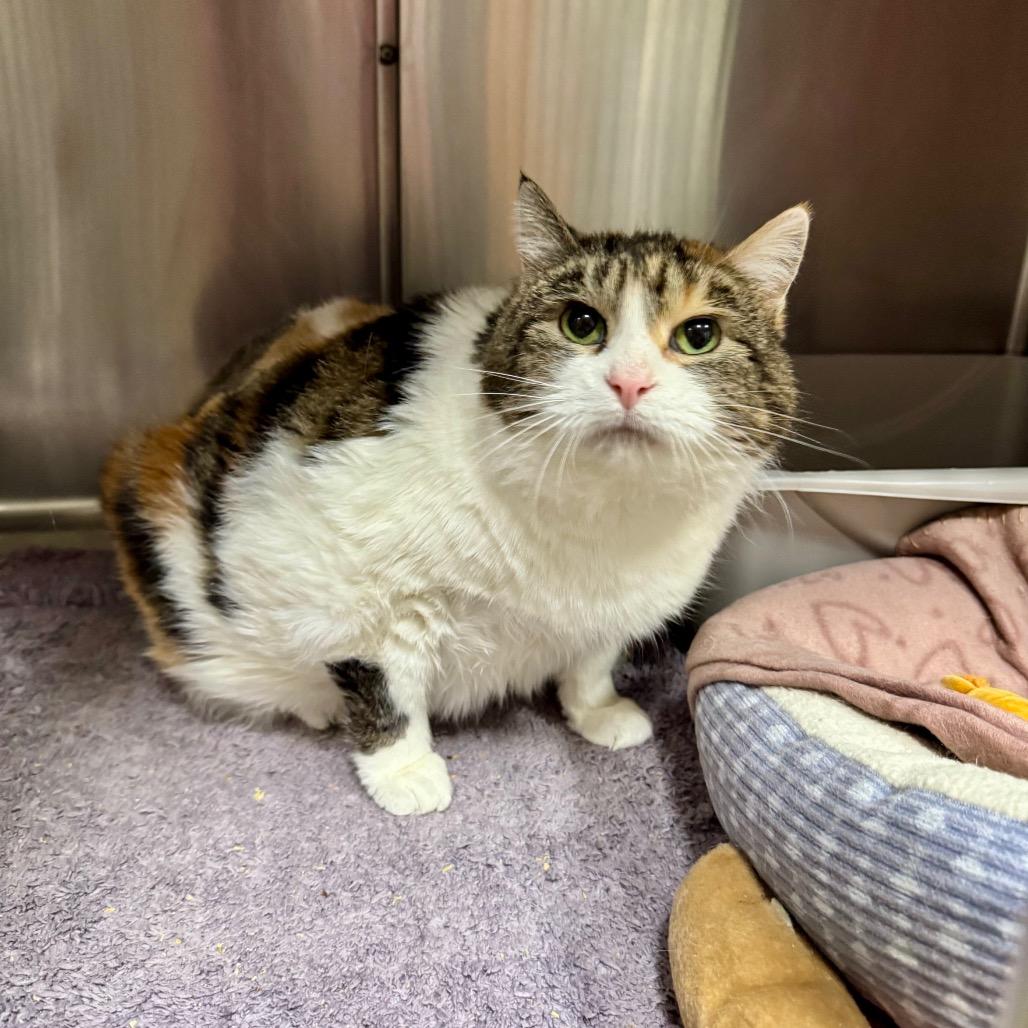 Enlarge Patricia C4, a Adoptable Domestic Short Hair in Union, MO image 1/5