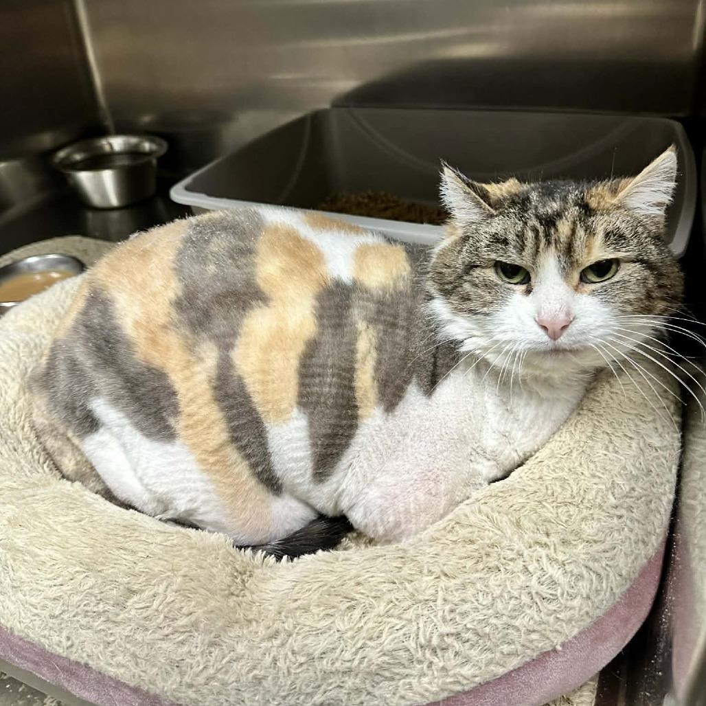 Enlarge Patricia C4, a Adoptable Domestic Short Hair in Union, MO image 2/5